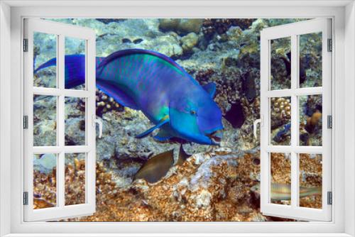 Fototapeta Naklejka Na Ścianę Okno 3D - Red Sea Steephead Parrotfish (Chlorurus gibbus) 