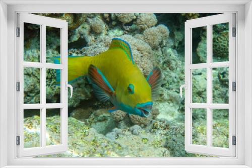Fototapeta Naklejka Na Ścianę Okno 3D - Yellow parrotfish next  to corals ,Red Sea