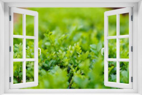 Fototapeta Naklejka Na Ścianę Okno 3D - close up of green parsley