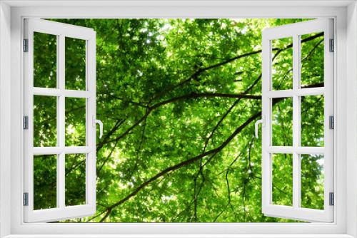 Fototapeta Naklejka Na Ścianę Okno 3D - 初夏の木漏れ陽が溢れる森