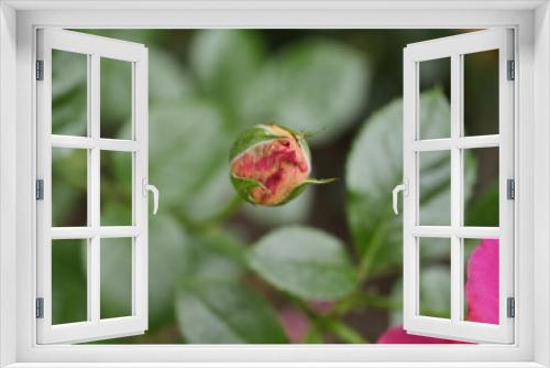 Fototapeta Naklejka Na Ścianę Okno 3D - red rose bud