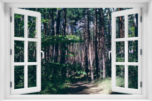 Fototapeta Naklejka Na Ścianę Okno 3D - A path going deep into the pine forest