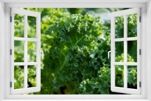 Fototapeta Naklejka Na Ścianę Okno 3D - Kale growing in the garden