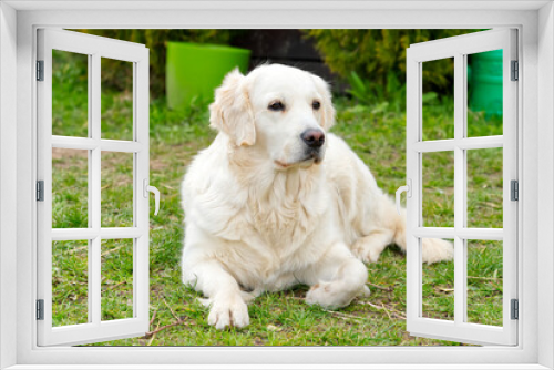 Fototapeta Naklejka Na Ścianę Okno 3D - labrodor, retriever white dog lying down in the grass and looking forward