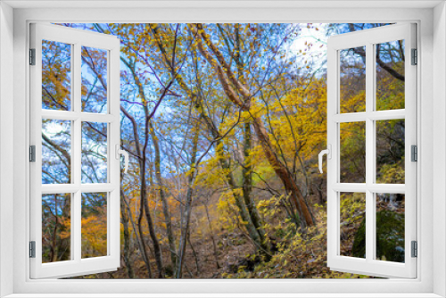 Fototapeta Naklejka Na Ścianę Okno 3D - 静岡県の天城山の紅葉の季節の登山道 Mt. Amagi Mountain Trail in Shizuoka Prefecture during the Fall Foliage Season
