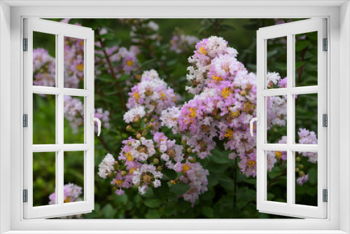 Fototapeta Naklejka Na Ścianę Okno 3D - 白とピンクの花を咲かせたサルスベリ