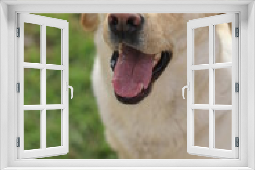 Fototapeta Naklejka Na Ścianę Okno 3D - Perra labrador con la lengua afuera