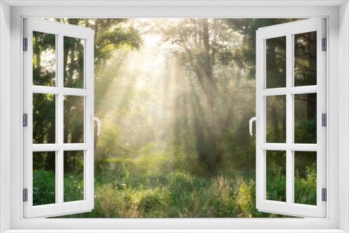 Fototapeta Naklejka Na Ścianę Okno 3D - Beautiful sunny morning in the forest