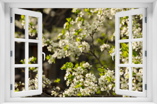 Fototapeta Naklejka Na Ścianę Okno 3D - cherry blossom in spring on a green, light background