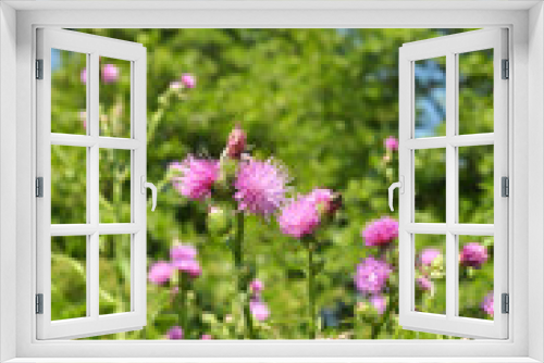 Fototapeta Naklejka Na Ścianę Okno 3D - Thistle (Carduus acanthoides) grows in nature in summer