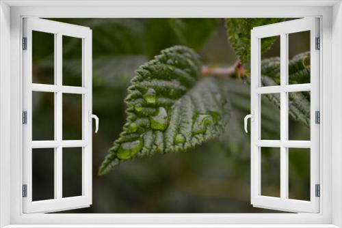 Fototapeta Naklejka Na Ścianę Okno 3D - close up of leaf