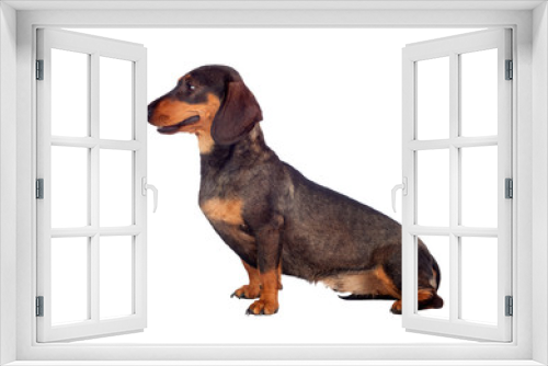 Fototapeta Naklejka Na Ścianę Okno 3D - Beautiful dog teckel