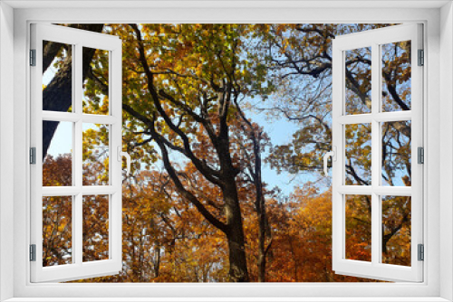 Fototapeta Naklejka Na Ścianę Okno 3D - Warm forest in autumn