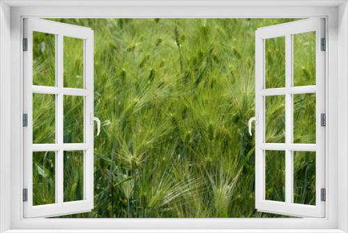 Fototapeta Naklejka Na Ścianę Okno 3D - green wheat field
