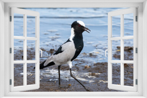 Fototapeta Naklejka Na Ścianę Okno 3D - Ons blacksmith lapwing feeding in shallow water