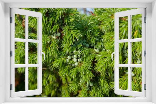 Fototapeta Naklejka Na Ścianę Okno 3D - Green needles and raw berries of The common juniper (Juniperus communis)