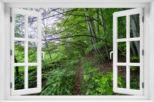 Fototapeta Naklejka Na Ścianę Okno 3D - footpath in the woods
