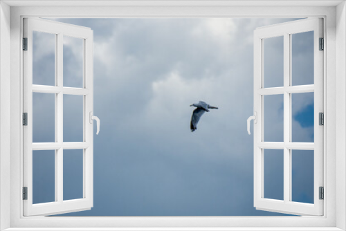 Fototapeta Naklejka Na Ścianę Okno 3D - Gull flying in the blue sky on a sunny day