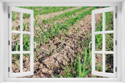Fototapeta Naklejka Na Ścianę Okno 3D - Corn sprouts are growing at the corn plantation. Selective focus image