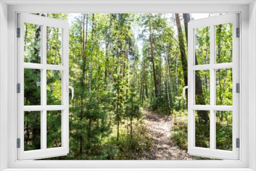 Fototapeta Naklejka Na Ścianę Okno 3D - summer forest, birch, beautiful summer background
