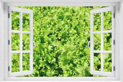 Fototapeta Naklejka Na Ścianę Okno 3D - Natural green texture of salad plant