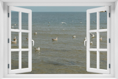 Fototapeta Naklejka Na Ścianę Okno 3D - wild gulls floating in the sea