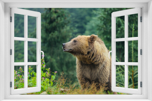 Fototapeta Naklejka Na Ścianę Okno 3D - Wild  Brown Bear (Ursus Arctos) in the forest.