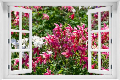 Fototapeta Naklejka Na Ścianę Okno 3D - Columbine Aquilegia Caerulea flower. Rocky Mountain Aquilegia