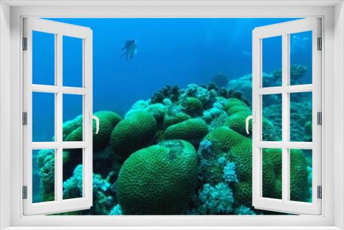 Fototapeta Naklejka Na Ścianę Okno 3D - coral reef in sea