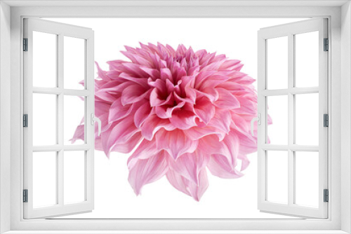 Fototapeta Naklejka Na Ścianę Okno 3D - Dahlia flower, Pink dahlia flower isolated on white background, with clipping path