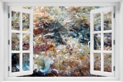 Fototapeta Naklejka Na Ścianę Okno 3D - Yellow triplefin (Tripterygion delaisi) in the Mediterranean Sea