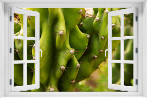 Fototapeta Naklejka Na Ścianę Okno 3D - natural background prickly plant cactus close-up