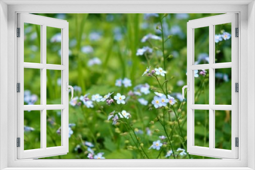 Fototapeta Naklejka Na Ścianę Okno 3D - forget-me-not blue flowers in the grass in the garden