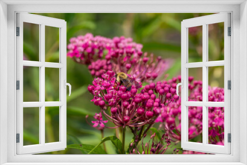Fototapeta Naklejka Na Ścianę Okno 3D - Close up abstract texture background of beautiful rosy pink blossoms and buds on a swamp milkweed plant (asclepias incarnata) in a sunny summer garden