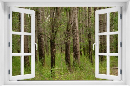 Fototapeta Naklejka Na Ścianę Okno 3D - birch forest in spring