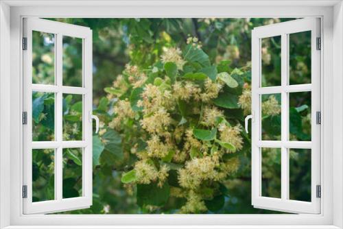 Fototapeta Naklejka Na Ścianę Okno 3D - Baum der Linde mit zahlreichen Lindenblüten an den Ästen.
