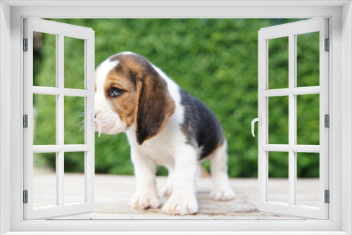 Fototapeta Naklejka Na Ścianę Okno 3D - beagle puppy in the garden. Adorable dog on green background with copy space for text.