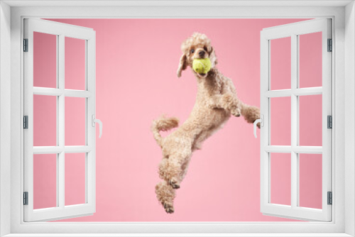 Fototapeta Naklejka Na Ścianę Okno 3D - Funny active dog jumping with ball. happy small poodle on pink background