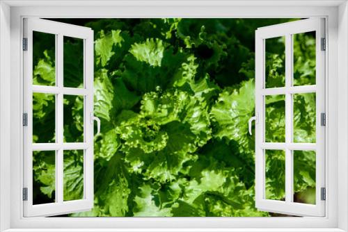 Fototapeta Naklejka Na Ścianę Okno 3D - Top view of cabbage with large leaves growing in a garden bed top view creates natural green pattern. Сauliflower Cichorium endivia. Salad leaves.