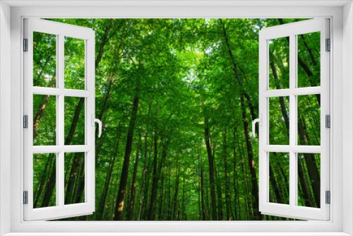 Fototapeta Naklejka Na Ścianę Okno 3D - green forest background in a sunny day