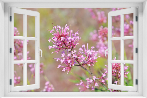 Fototapeta Naklejka Na Ścianę Okno 3D - A Pink Wildflower on Summer