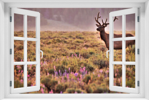 Fototapeta Naklejka Na Ścianę Okno 3D - Elk at dawn