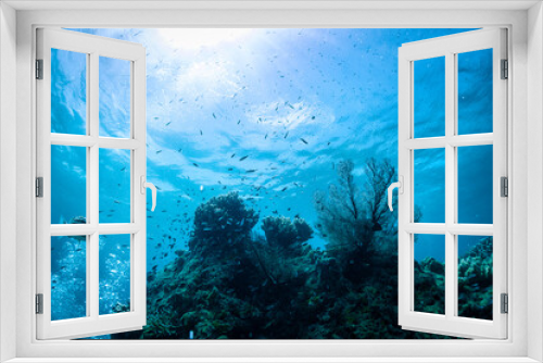 Fototapeta Naklejka Na Ścianę Okno 3D - 珊瑚と魚と太陽と