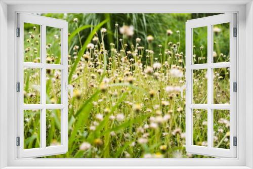 Fototapeta Naklejka Na Ścianę Okno 3D - Garden