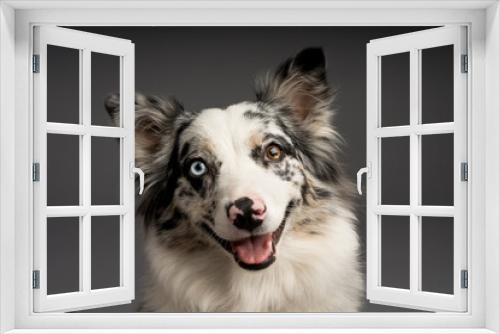 Fototapeta Naklejka Na Ścianę Okno 3D - A closeup shot of a spotted border collie dog with heterochromia eyes
