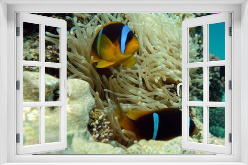 Fototapeta Naklejka Na Ścianę Okno 3D - Clown fish amphiprion (Amphiprioninae). Red sea clown fish.