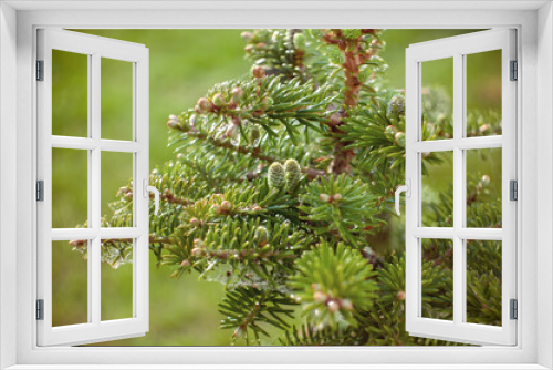 Fototapeta Naklejka Na Ścianę Okno 3D - green cedar cones. Close-up of green unripe cedar cones. A plant-like natural background, copy space