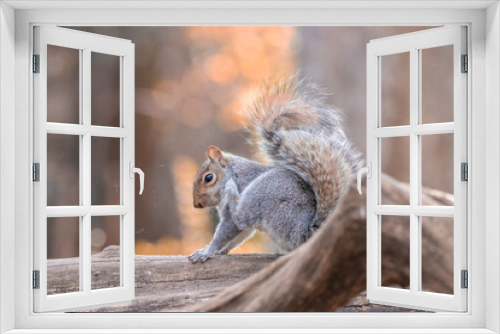 Fototapeta Naklejka Na Ścianę Okno 3D - Squirrel