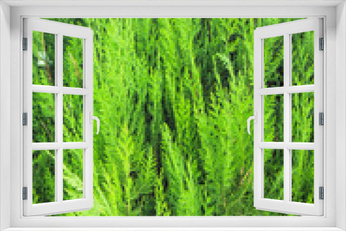 Fototapeta Naklejka Na Ścianę Okno 3D - Natural Beautiful Arborvitae Closeup