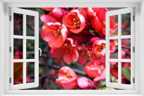Fototapeta Naklejka Na Ścianę Okno 3D - Japanese quince (Chaenomeles japonica)